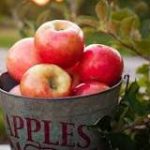 Bucket of apples