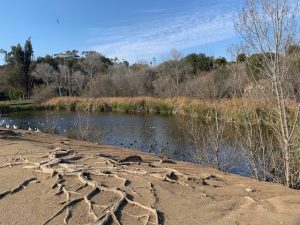 January 2025 walk at the duck pond with WCV members. 