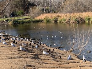 January 2025 walk at the duck pond with WCV members. 