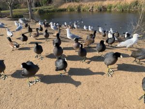 January 2025 walk at the duck pond with WCV members. 