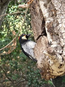 Nature at Buena Vista Park