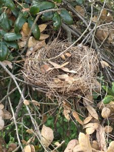Nest at Buena Vista Park
