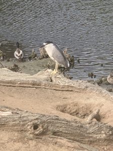 Nature at Buena Vista Park
