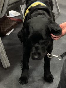 Canine Companions graduation event